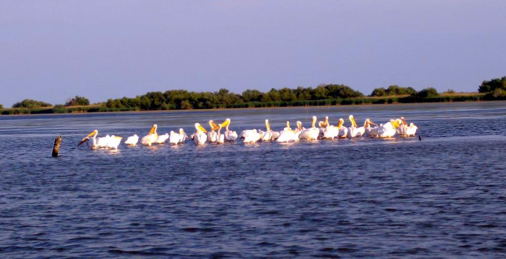 Delta Pontoon Hotel มาห์มูเดีย ภายนอก รูปภาพ